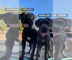 Small Photo #3 Cane Corso Puppy For Sale in VICTORVILLE, CA, USA
