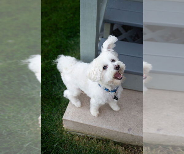 Medium Photo #31 Maltese-Unknown Mix Puppy For Sale in Mundelein, IL, USA
