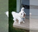 Small #30 Maltese Mix