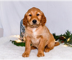 Puppy Nicholas Golden Retriever