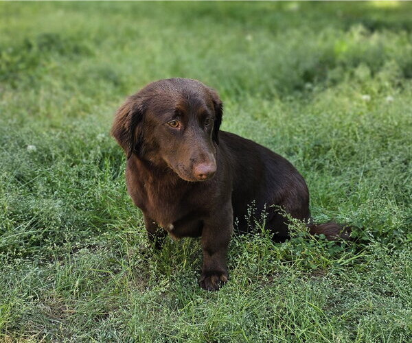 Medium Photo #2 Boykin Spaniel-Unknown Mix Puppy For Sale in Social Circle, GA, USA