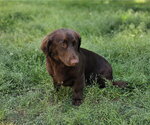 Small #1 Boykin Spaniel Mix