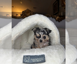 Small #14 Chihuahua