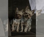 Small Photo #1 Yorkshire Terrier Puppy For Sale in CHIPPEWA FALLS, WI, USA