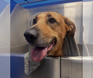 Labrador Retriever-Unknown Mix Dogs for adoption in The Woodlands, TX, USA