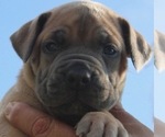 Small Photo #2 Boerboel Puppy For Sale in HOLLYWOOD, FL, USA