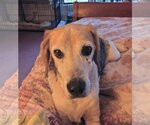 Small Photo #4 Beagle Puppy For Sale in Valrico, FL, USA