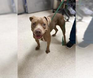 Mutt Dogs for adoption in Riverside, CA, USA