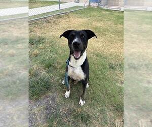 Bluetick Coonhound-Unknown Mix Dogs for adoption in Corpus Christi, TX, USA