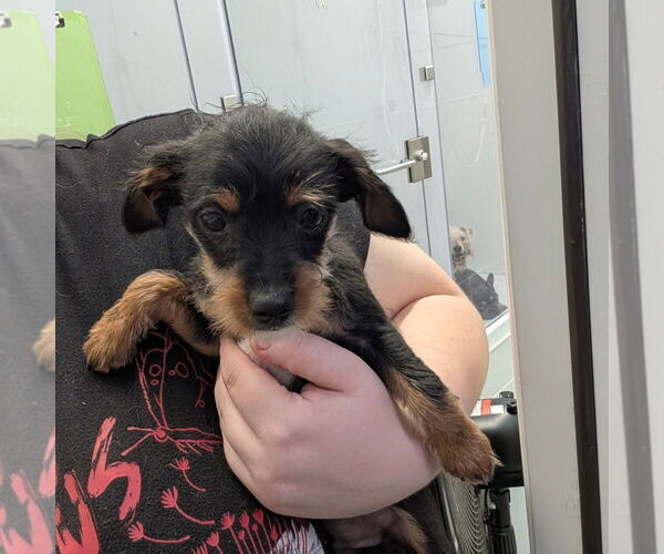 Medium Photo #1 Mutt Puppy For Sale in Chico, CA, USA