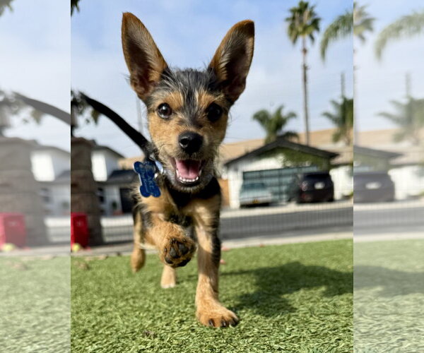 Medium Photo #8 Chihuahua-Unknown Mix Puppy For Sale in Corona, CA, USA