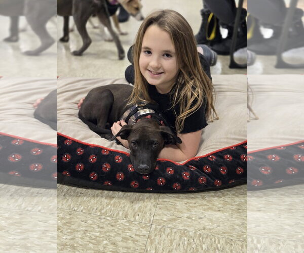 Medium Photo #15 American Pit Bull Terrier-Unknown Mix Puppy For Sale in Minneapolis, MN, USA