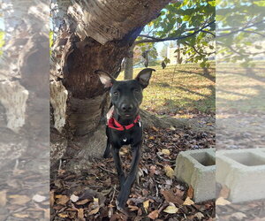 Mutt Dogs for adoption in Candler, NC, USA