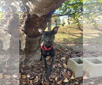 Remy - Female Mutt Dog for Adoption - Small photo