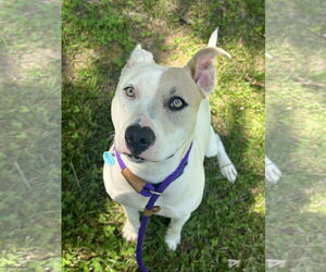 Mutt Dogs for adoption in Rockaway, NJ, USA