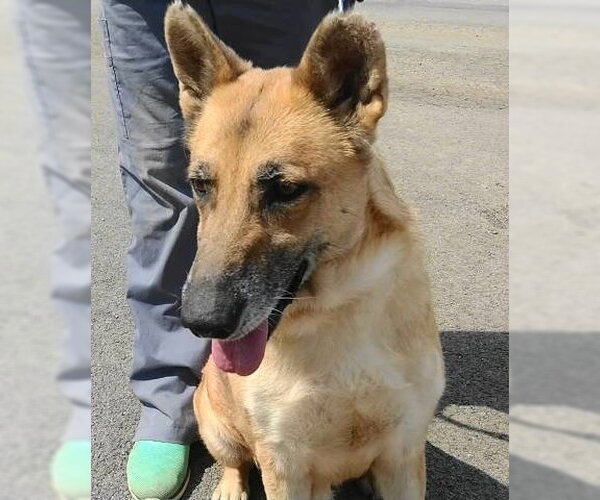Medium Photo #1 Collie-German Shepherd Dog Mix Puppy For Sale in Frankston, TX, USA
