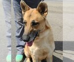 Small Collie-German Shepherd Dog Mix