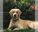 Small Photo #10 Golden Retriever Puppy For Sale in COLUSA, CA, USA