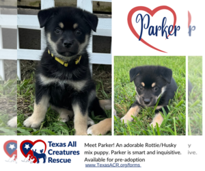 Huskies -Rottweiler Mix Dogs for adoption in Lillian, TX, USA