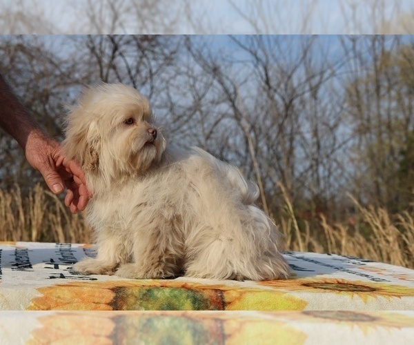 Medium Photo #6 ShihPoo Puppy For Sale in DYERSBURG, TN, USA