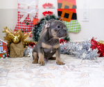 Small Photo #11 French Bulldog Puppy For Sale in BITTER LAKE, WA, USA