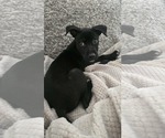 Small #2 Mutt