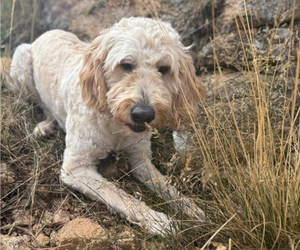 Mother of the Goldador Doodle puppies born on 10/26/2025