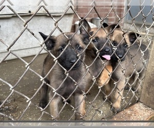 Belgian Malinois Puppy for sale in AUBURN HILLS, MI, USA