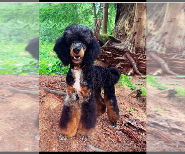 Medium Photo #1 Bernedoodle mix (+ Poodle Standard) Puppy For Sale in WAYLAND, MI, USA