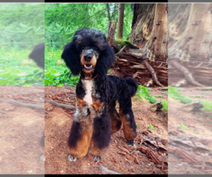 Father of the Bernedoodle mix (+ Poodle Standard) puppies born on 05/29/2026