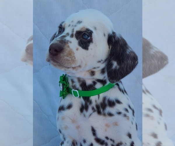 Medium Photo #10 Dalmatian Puppy For Sale in CAPE MAY COURT HOUSE, NJ, USA