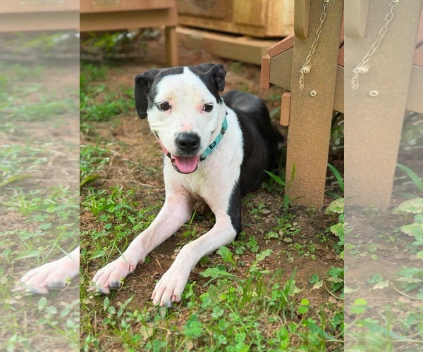 Medium Photo #2 Mutt Puppy For Sale in Rustburg, VA, USA