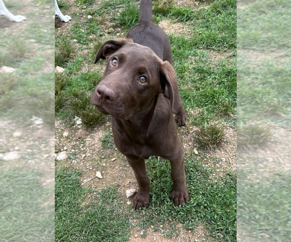 Medium Photo #1 Labrador Retriever-Mountain Cur Mix Puppy For Sale in Boston, MA, USA