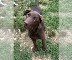 Labrador Retriever-Mountain Cur Mix Dogs for adoption in Boston, MA, USA