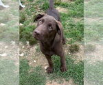 Small Labrador Retriever-Mountain Cur Mix