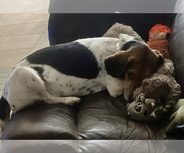 Medium Photo #4 Beagle Puppy For Sale in Dunnellon, FL, USA