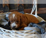 Small Photo #11 Cavapoo (Miniature) Puppy For Sale in GREENWOOD, WI, USA