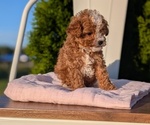 Small #9 Cavapoo (Miniature)