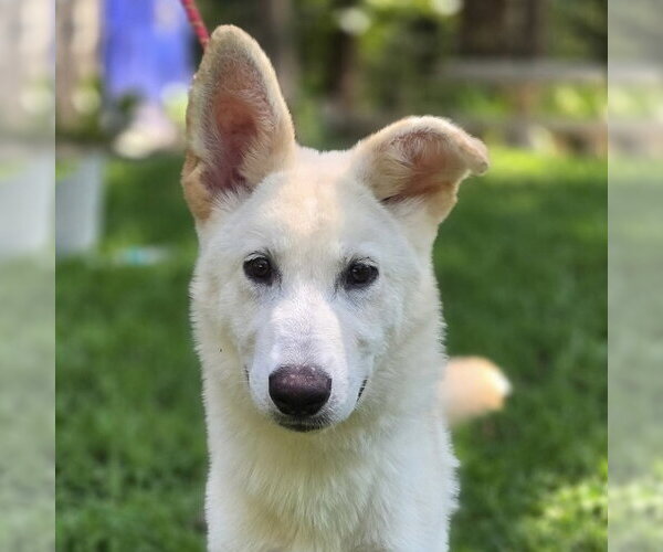 Medium Photo #1 Mutt Puppy For Sale in Yardley, PA, USA