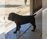 Small #3 Chinese Shar-Pei