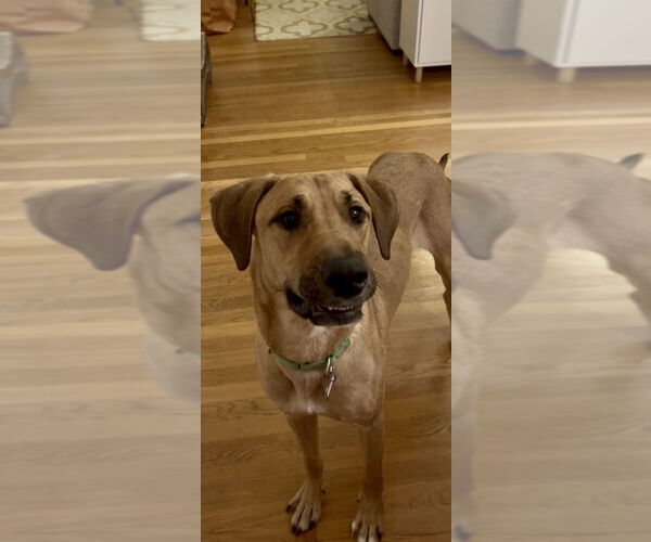 Medium Photo #10 Mountain Cur-Unknown Mix Puppy For Sale in Boston, MA, USA