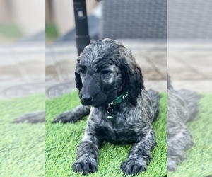 Poodle (Standard) Puppy for sale in HIGHLAND VILL, TX, USA