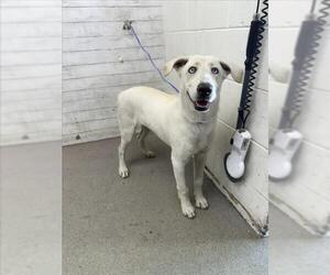 Labrador Retriever-Unknown Mix Dogs for adoption in San Bernardino, CA, USA