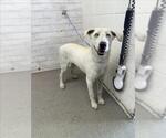 Small Labrador Retriever Mix