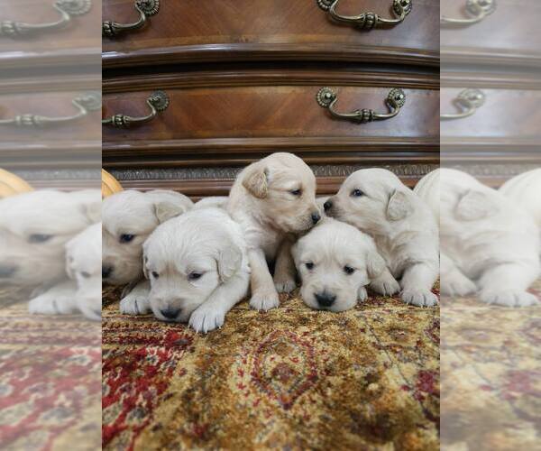Medium Photo #5 English Cream Golden Retriever Puppy For Sale in SACRAMENTO, CA, USA
