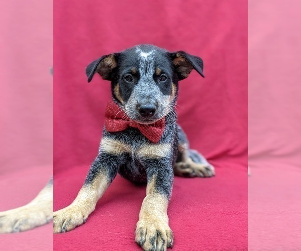 Medium Photo #10 Australian Cattle Dog Puppy For Sale in HOLTWOOD, PA, USA