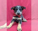 Small Photo #10 Australian Cattle Dog Puppy For Sale in HOLTWOOD, PA, USA