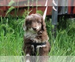 Puppy 2 Miniature American Shepherd-Poodle (Miniature) Mix