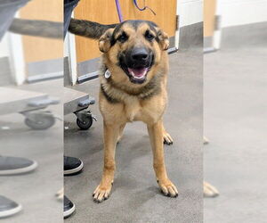 German Shepherd Dog Dogs for adoption in Forestville, MD, USA