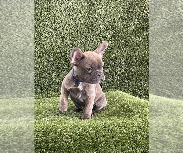 Medium Photo #4 French Bulldog Puppy For Sale in FAYETTEVILLE, GA, USA